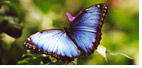 Virginia Justice of the Peace, Virginia Wedding Minister, Virginia Marriage, Charlottesville Justice of the Peace, Virginia Wedding Officant